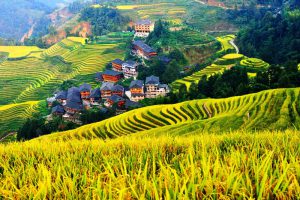 Longsheng Longji Rice Terraces in Guilin